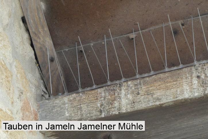 Tauben in Jameln Jamelner Mühle